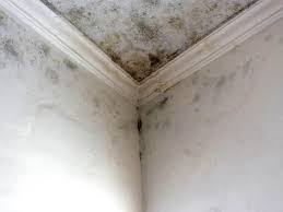 Best Mold Removal for HVAC Installations in Albany, WI