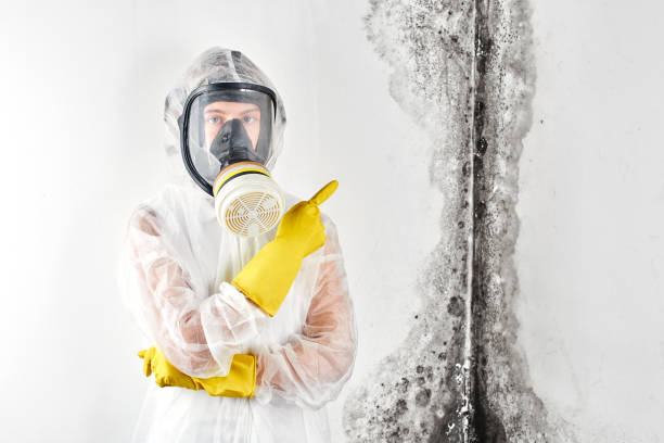 Best Attic Mold Removal in Albany, WI